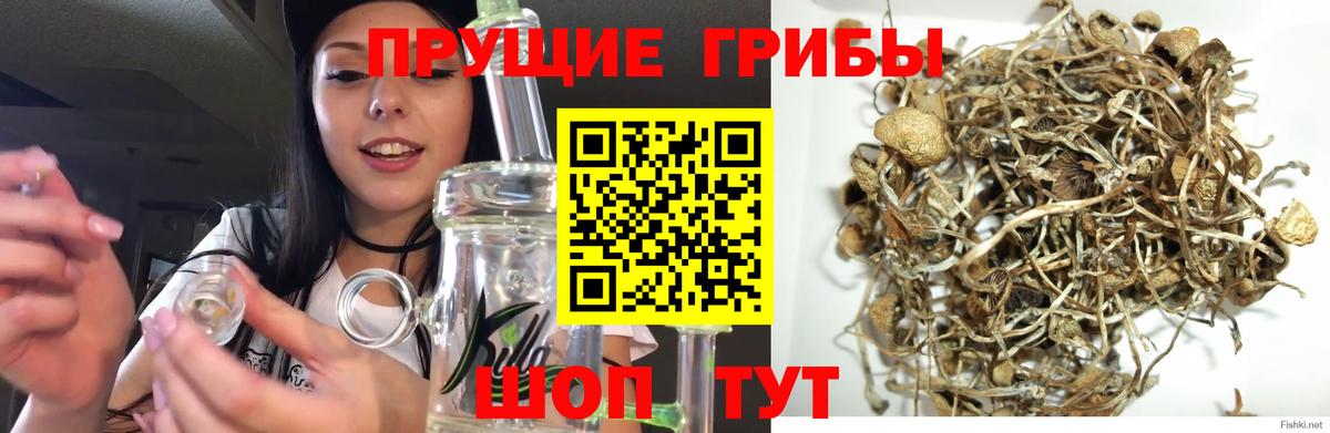 Наро-Фоминск  Псилоцибиновые грибы GOLDEN TEACHER  закладка  Вход с VPN 